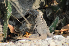 Ctenosaura acanthura