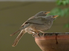 Argya striata