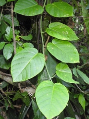 Passiflora lancetillensis