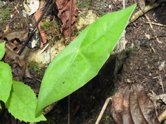 Passiflora sexocellata