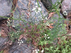 Osmorhiza brachypoda