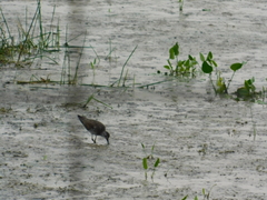 Tringa solitaria