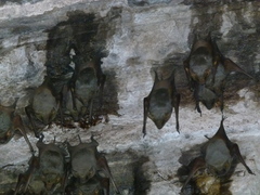 Taphozous nudiventris