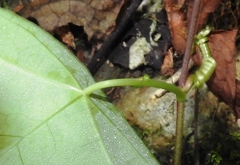 Passiflora sexocellata