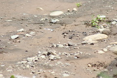 Protographium epidaus