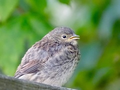 Junco hyemalis