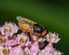 Odontomyia virgo