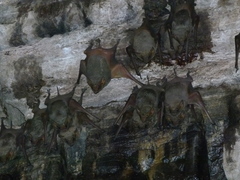 Taphozous nudiventris