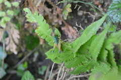 Caryanda spuria