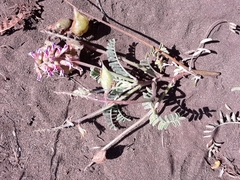 Astragalus nuttallii nuttallii