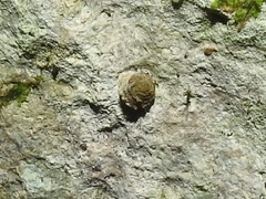 Pyrgodomus microdinus