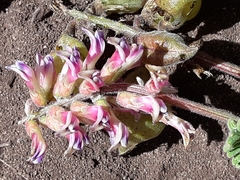 Astragalus nuttallii nuttallii
