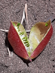Astragalus nuttallii nuttallii