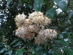 Miconia crocea