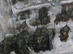 Taphozous nudiventris