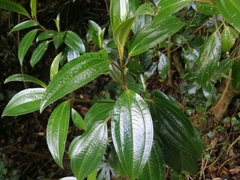 Miconia crocea