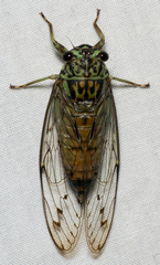 Neocicada hieroglyphica