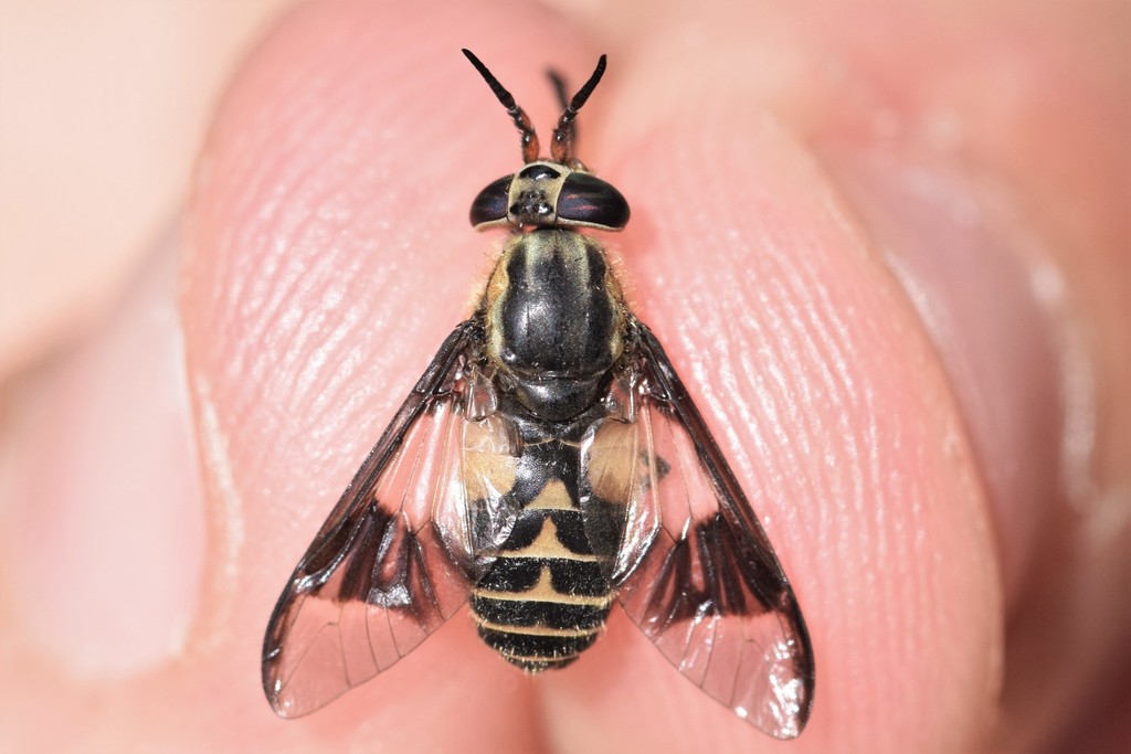 Beautiful Deer Fly