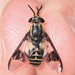 Chrysops callidus - Photo (c) Riley Walsh, some rights reserved (CC BY-NC), uploaded by Riley Walsh