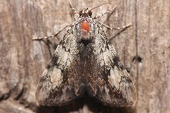 Catocala amica