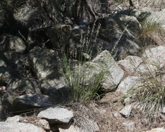 Melica stricta