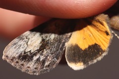 Catocala amica