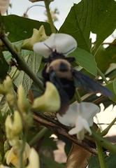 Xylocopa