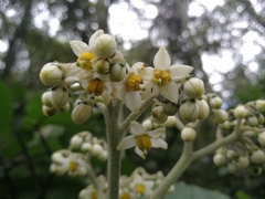 Solanum oblongifolium