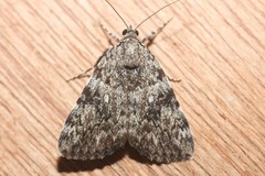 Catocala lineella