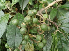 Solanum oblongifolium
