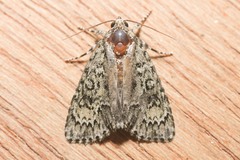 Acronicta heitzmani