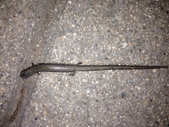 Batrachoseps gavilanensis