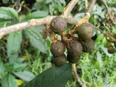 Solanum oblongifolium