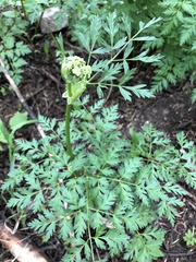 Ligusticum