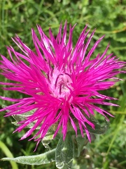 Centaurea uniflora