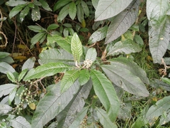 Solanum oblongifolium