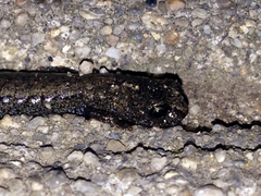 Batrachoseps gavilanensis