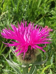 Centaurea uniflora
