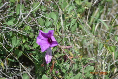Ipomoea lozanii