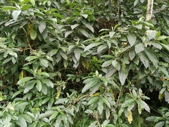 Solanum oblongifolium