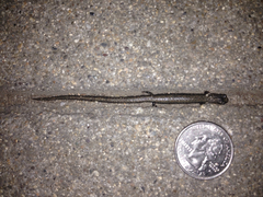 Batrachoseps gavilanensis