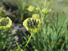 Bupleurum stellatum