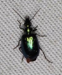 Lebia