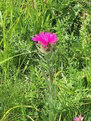 Centaurea uniflora