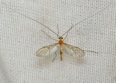 Macrocera