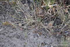 Jasione sessiliflora