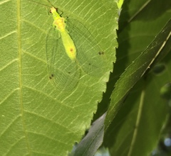 Leucochrysa insularis
