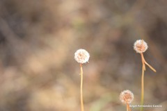 Armeria arenaria