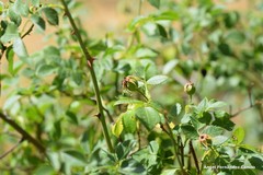 Rosa corymbifera