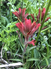 Castilleja rhexiifolia